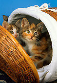 CAT 03 AL0038 01
Calico Kittens Inside Basket