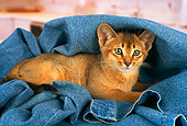 CAT 03 AL0040 01
Abyssinian Kitten Laying On Jeans