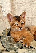 CAT 03 AL0043 01
Abyssinian Kitten Laying