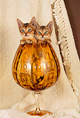 CAT 03 AL0044 01
Head Shot Of Two Abyssinian Kittens In Glass Cup
