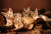 CAT 03 AL0046 01
Group Of Abyssinian Kittens Laying Together