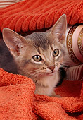 CAT 03 AL0047 01
Head Shot Of Abyssinian Kitten Under Towel