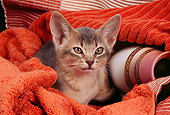 CAT 03 AL0048 01
Head Shot Of Abyssinian Kitten Under Towel