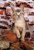 CAT 03 AL0050 01
Abyssinian Kitten On Bricks