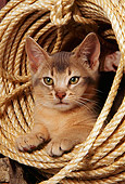 CAT 03 AL0051 01
Head Shot Of Abyssinian Kitten Laying Inside Rope