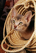 CAT 03 AL0052 01
Head Shot Of Abyssinian Kitten Laying Inside Rope