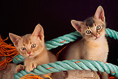 CAT 03 AL0055 01
Abyssinian Kittens By Rope
