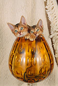 CAT 03 AL0056 01
Head Shot Of Abyssinian Kittens Inside Glass