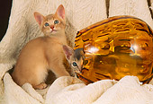 CAT 03 AL0057 01
Abyssinian Kittens Playing In Glass