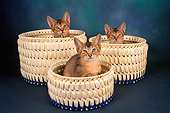 CAT 03 AL0058 01
Head Shot Of Abyssinian Kittens Inside Baskets