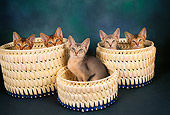 CAT 03 AL0059 01
Head Shot Of Abyssinian Kittens Inside Baskets
