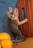 CAT 03 AL0060 01
Abyssinian Kitten Climbing
