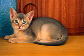 CAT 03 AL0061 01
Abyssinian Kitten Laying
