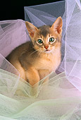 CAT 03 AL0062 01
Abyssinian Kitten In Tulle
