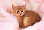 CAT 03 AL0064 01
Abyssinian Kitten In Blanket