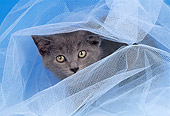 CAT 03 AL0065 01
Head Shot Of Chartreux In Tulle