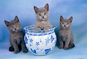 CAT 03 AL0066 01
Chartreux Kittens By Vase