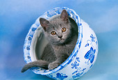 CAT 03 AL0067 01
Chartreux Kitten Inside Vase
