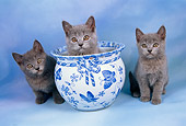 CAT 03 AL0068 01
Chartreux Kittens By Vase