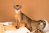 CAT 03 AL0070 01
Abyssinian Kitten