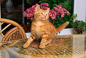 CAT 03 AL0075 01
Orange Tabby Kitten On Glass Table