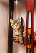 CAT 03 AL0077 01
Tabby Kitten On Shelf