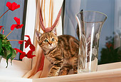 CAT 03 AL0081 01
Tabby Kitten By Window