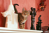 CAT 03 AL0082 01
Tabby Kitten On Mantle