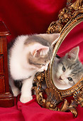 CAT 03 AL0084 01
Gray And White Kitten Looking At Mirror