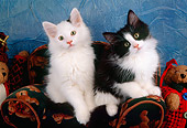 CAT 03 AL0086 01
Black And White Kittens On Sofa
