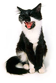 CAT 03 AL0087 01
Black And White Kitten Meowing