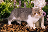 CAT 03 AL0088 01
Scottish Fold Kitten On Leaves