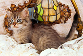 CAT 03 AL0089 01
Gray Tabby Kitten By Lamp