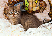 CAT 03 AL0090 01
Gray Tabby Kitten By Lamp