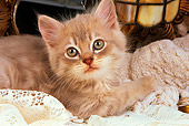 CAT 03 AL0091 01
Gray Kitten Laying