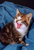 CAT 03 AL0096 01
Calico Kitten On Jeans