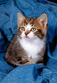 CAT 03 AL0097 01
Calico Kitten On Jeans