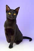 CAT 03 AL0099 01
Bombay Black Kitten On Seamless Studio