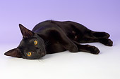 CAT 03 AL0100 01
Bombay Black Kitten On Seamless Studio