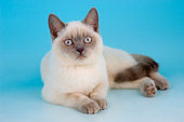 CAT 03 AL0101 01
British Shorthair Lilac Color Pointed Kitten Laying On Seamless Studio