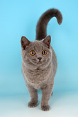 CAT 03 AL0102 01
British Shorthair Blue Kitten Standing On Seamless Studio