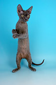 CAT 03 AL0103 01
Devon Rex Blue Kitten On Seamless Studio