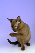 CAT 03 AL0104 01
Burmese Chocolate Kitten Sitting On Seamless Studio