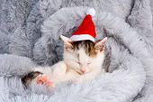 CAT 03 AL0107 01
Brown And White Tabby Kitten Wearing Santa Hat Sleeping On Fur