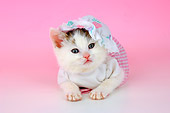 CAT 03 AL0108 01
Head Shot Of Tabby And White Kitten Wearing Hat On Seamless Studio
