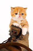 CAT 03 AL0110 01
Red Tabby Kitten Sitting In Boot Seamless Studio