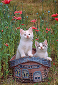 CAT 03 CE0001 01
Two Kittens Peeking Out Of Wicker Basket With Pink Flowers In Garden