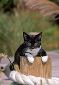 CAT 03 CE0002 01
Black And White Kitten Laying On Pier Post On Dock