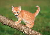 CAT 03 GR0005 01
Orange Kitten On Tree Limb