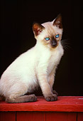 CAT 03 GR0017 01
Siamese Kitten Sitting On Barn Window